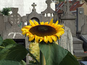 Campo Santo-blomme