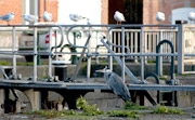 Reke reiger