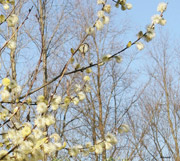 Als de lente is in ‘t land