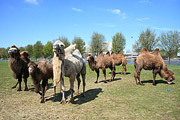 Kamelen
