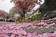 Roze is in