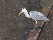Reiger versus Vis