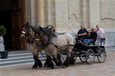 Trekpaardenfeest