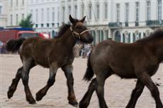 Trekpaardenfeest