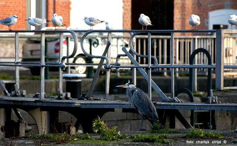 Vogels in Gent