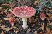 Natuur ontmoet stad