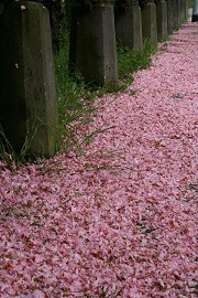 Roze
