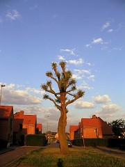 Cactus in Ledeberg