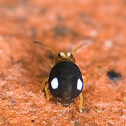Sminthurinus