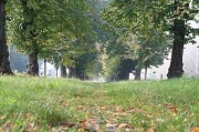 Laan