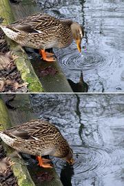 waterliefde