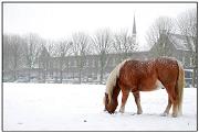Sneeuwpony