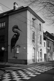 Rare vogel