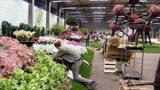 Groene vingers