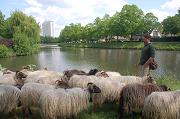 Leieschapen
