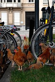 Urban Chicken