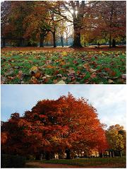 Groen, Rood, Bruin…