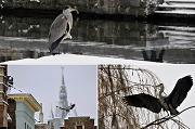 Reiger in vlucht