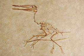 Replica van vliegende hagedis Pterodactylus, Jura (Solnhofen (D))