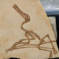 Replica van vliegende hagedis Pterodactylus, Jura (Solnhofen (D))