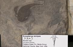 Zeeschorpioen Eurypterus, Siluur ouderdom (New York (USA))