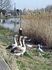 Alle neuzen in dezelfde richting