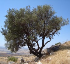 olijfboomrechthoek